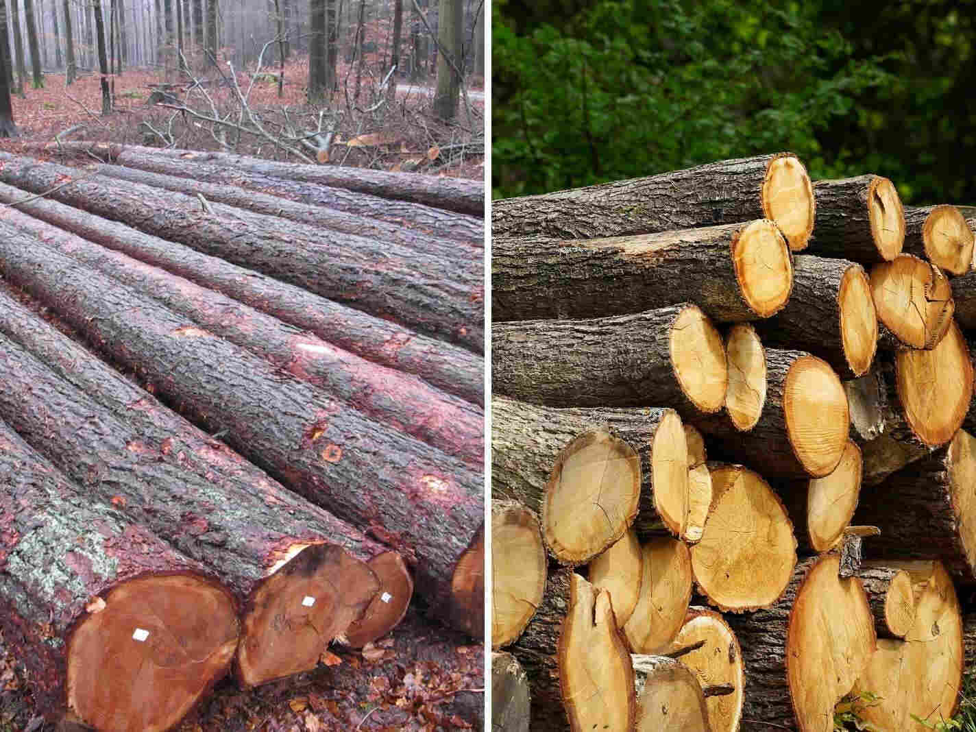 Gefällte Baumstämme im Wald Gefällte Baumstämme im Wald