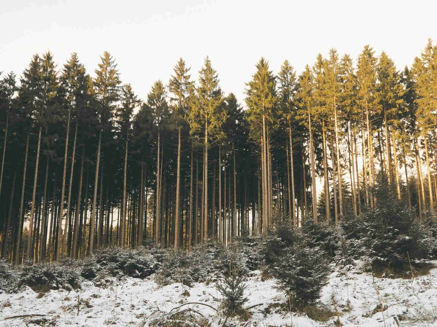 Hobellattenzaun aus Fichte kesseldruckimprägniert und Lärche natur als hochwertiger Holzzaun für Garten und Grundstück.