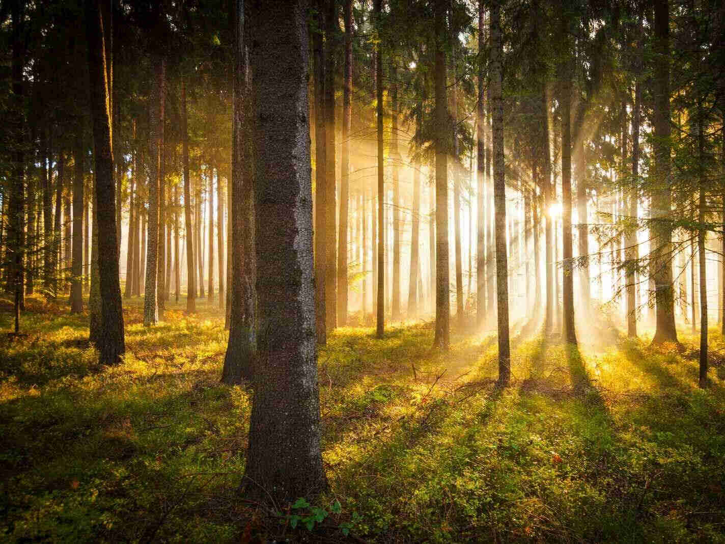 Staketenz&auml;une aus Fichte und L&auml;rche f&uuml;r langlebige und nachhaltige Garten- und Grundst&uuml;ckseinfriedungen